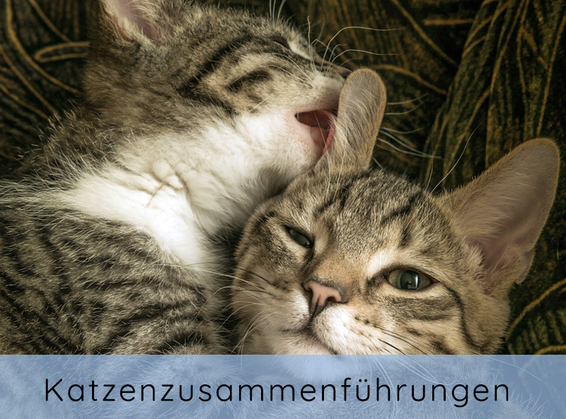 Katzenverhaltensberatung Katzenverhaltenstherapie